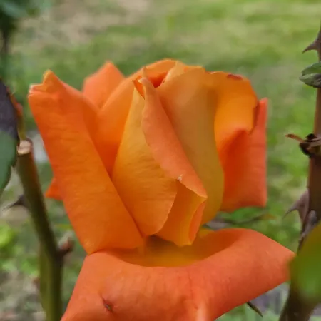 Guest house Angel 3*