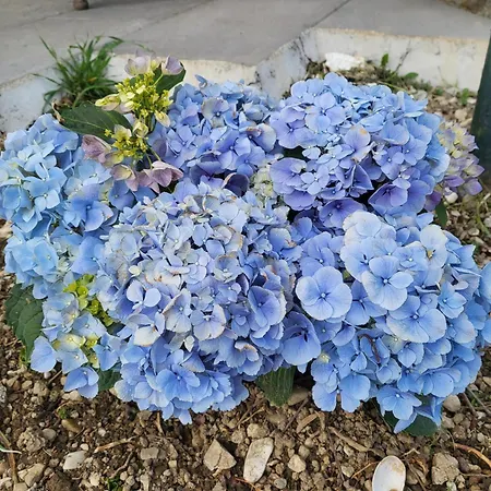 בית הארחה Angel