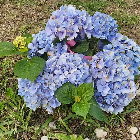 בית הארחה Angel 3*