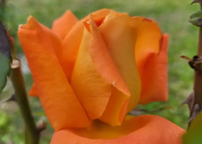 בית הארחה Angel 3*